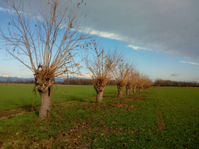 Gennaio nell'orto e in giardino