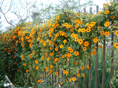 Settembre nell'orto e in giardino