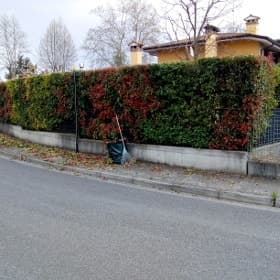 Potatura photinia