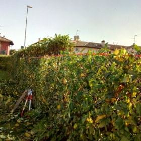 Potatura di ringiovanimento della siepe