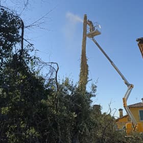 Taglio alberi con cestello, potatura con piattaforma aerea