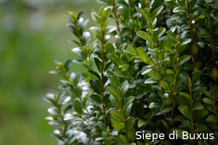 siepe-di-buxus