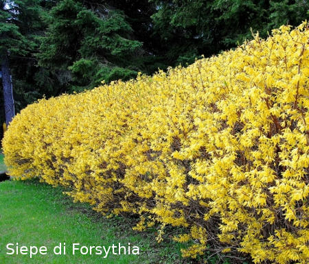 siepe-di-forsythia