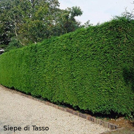 siepe-di-tasso