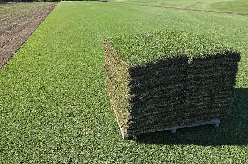 pallet di prato in zolla pronto per la vendita e la consegna in Udine e Gorizia prato a rotoli