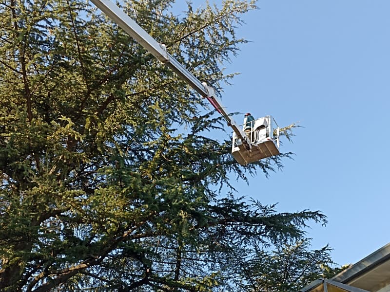 Abbattimento e Potatura Alberi