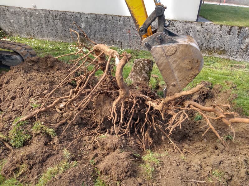 eliminazione di vecchi ceppi e radici