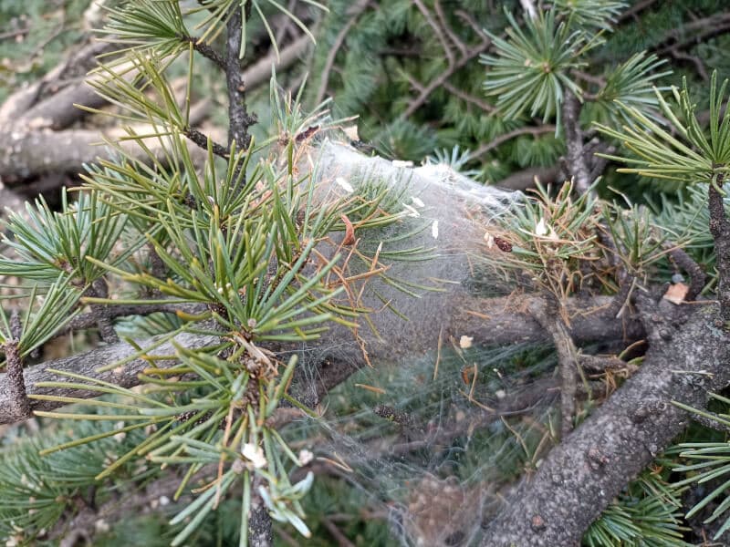 Rimozione nidi di processionaria dagli alberi