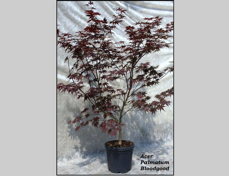 Acero Palmatum Bloodgood