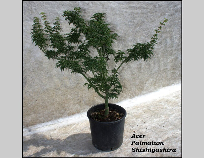 Acero Palmatum Shishigashira